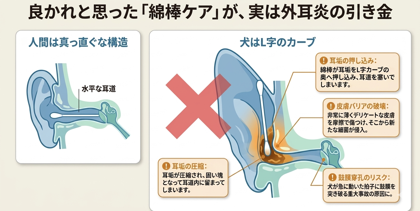 犬の耳の構造図